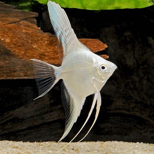 Pterophyllum scalare - Segelflosser platin (Nachzucht) L